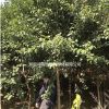 湖南地區供應 6-8公分女貞