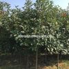 大量供應紅葉石楠4-5公分 桿高1.2-1.5米