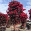 櫻花三角梅