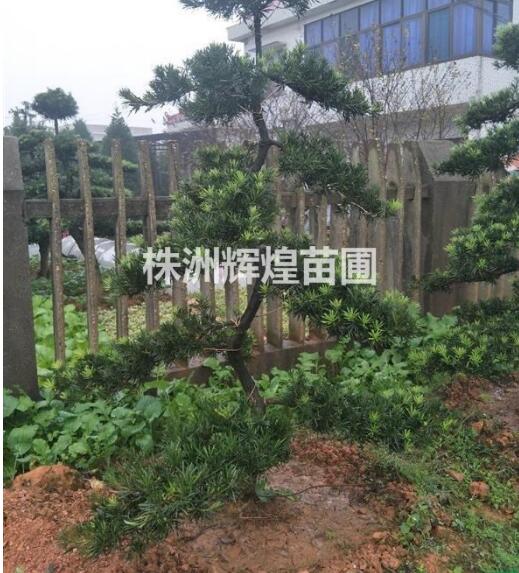 湖南株洲，造型h100-130cm羅漢松