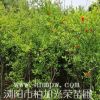 花石榴基地花石榴價格湖南花石榴