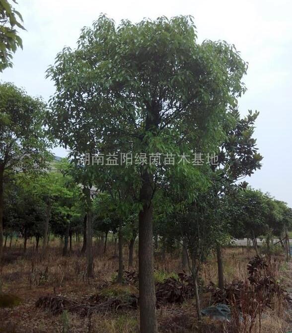 湖南省益陽市赫山區(qū)大量供應(yīng)12~20公分3米定桿再生香樟