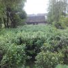 供應(yīng)各種花卉植物小苗