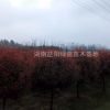紅葉石楠