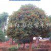 早紅雙季丹桂行情報(bào)價(jià)\早紅雙季丹桂圖片展示