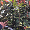 專業(yè)供應(yīng)30冠幅兩年生最新金華紅葉石楠價(jià)格表批發(fā)營(yíng)養(yǎng)杯苗產(chǎn)地大杯苗