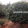 精品大茶花球、茶花、七星茶花小苗