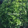 精品桂花球 瀏陽市澤云苗木種植專業合作社桂花球供應