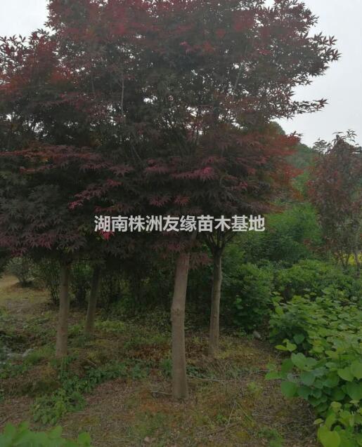 湖南紅楓價格、紅楓小苗報價、3-6公分紅楓8-10-15紅楓