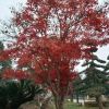紅楓供應15到20的
