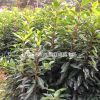 2017最新冬青價(jià)格 湖南冬青報(bào)價(jià) 長(zhǎng)沙冬青小苗價(jià)格 規(guī)格齊