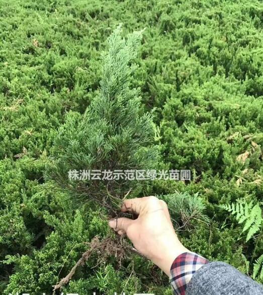 供應湖南龍柏,龍柏小苗