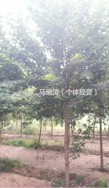 山東自家種的元寶楓價格便宜/元寶楓樹形優(yōu)美/6—10公分元寶