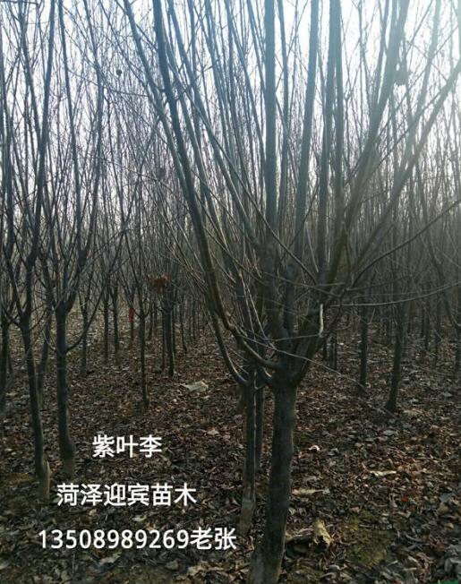 海棠 紫葉李