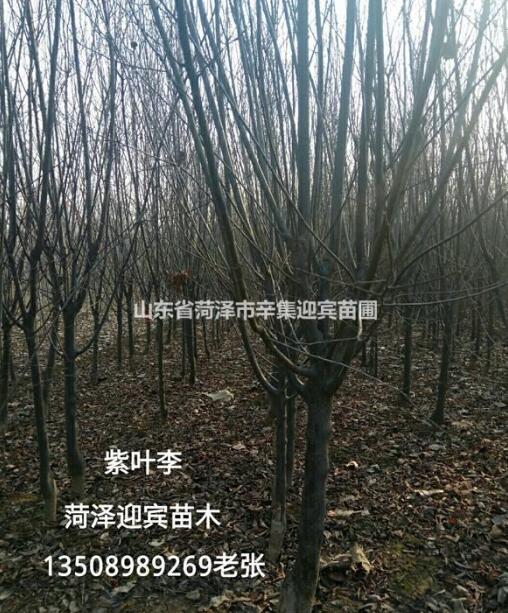 出售：苦楝 青桐