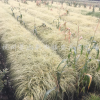 金葉苔草