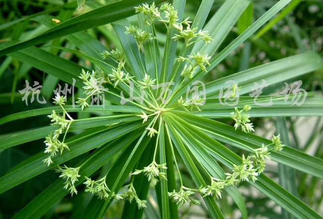 旱傘草