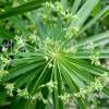 旱傘草