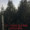 天一白皮松