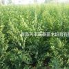 大量供應優質小葉樸樹苗