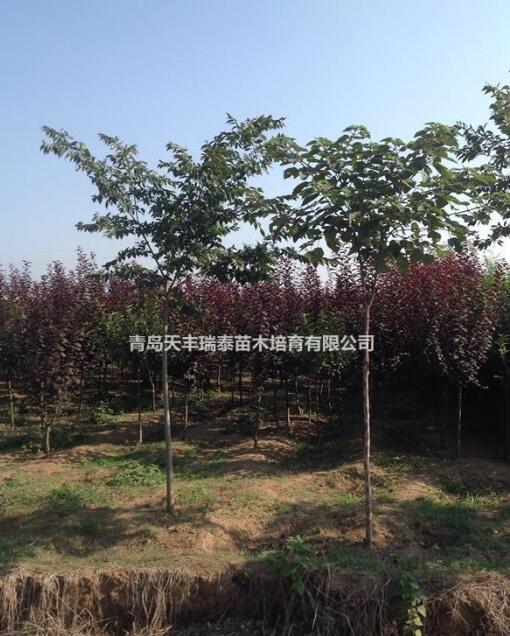 青島地區供應各種規格紅葉李