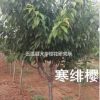 大寒櫻