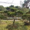 景觀松，泰山迎客松，造型油松，造型黑松，造型松，平頂松、黑松