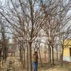 春季國槐價格10公分國槐-12公分國槐15公分國槐價格