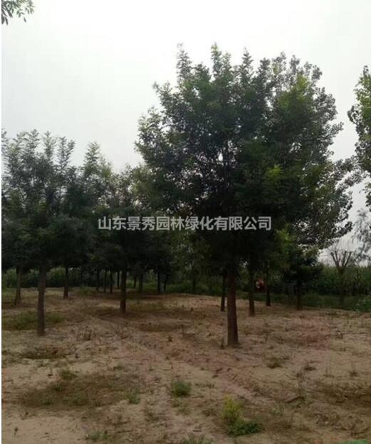 胸徑35公分國槐樹2300元