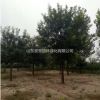 胸徑35公分國槐樹2300元