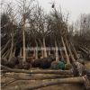 鄆城10公分國槐報價