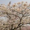 各類櫻花市場詢價詳情，源于山東青島櫻花基地