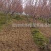 山東櫻花基地,東青島明華櫻花苗木基地