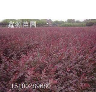 紅葉小檗，膠東衛矛，金露梅，四季玫瑰，黃刺玫
