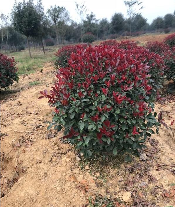 供應(yīng)美國紅楓，娜塔櫟，各種地被植物和各種草花植物