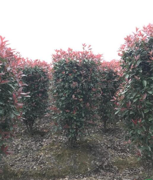 紅葉石楠柱報價/江蘇紅葉石楠柱報價