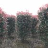 紅葉石楠柱報價/江蘇紅葉石楠柱報價