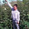 寧夏固原市河北楊=扦插小葉青皮河北楊種根種條