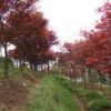紅楓