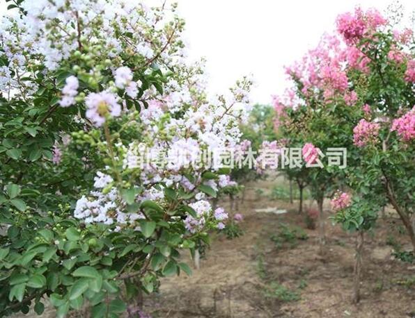 紫薇、國旗紅紫薇、紫薇基地、紫薇批發、紫薇苗木基地、國旗紅