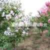 紫薇、國旗紅紫薇、紫薇基地、紫薇批發、紫薇苗木基地、國旗紅