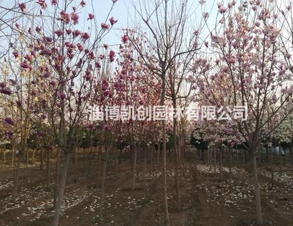 玉蘭、玉蘭苗木、山東玉蘭、玉蘭基地、玉蘭批發、玉蘭樹苗