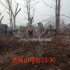 山東臨沂供應25-30公分山楂樹