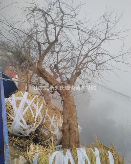 山東臨沂提供地經(jīng)18公分石榴