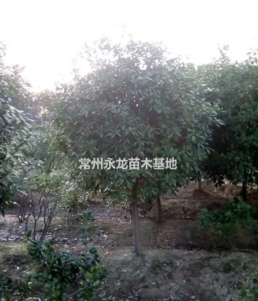 常州紅頭石楠