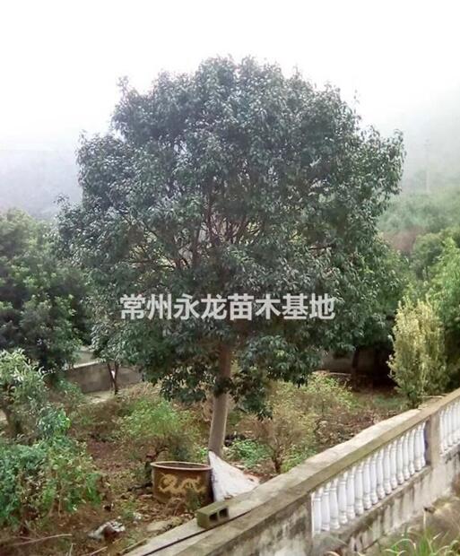 常州地區廣玉蘭