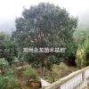 常州地區廣玉蘭