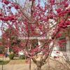 中國紅櫻花2·5公分