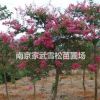 江蘇紫薇最新價(jià)格/南京2-5公分紫薇