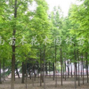 供應水杉